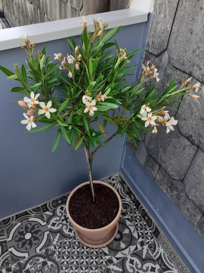 Bohem Apartman *